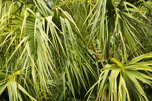 Palms containing palms, palm tree, and greenery