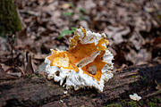 Mushrooms In The Forest Photography, a Nature Photo by Full Circle Design Studio (Thumbnail 12 of 38)