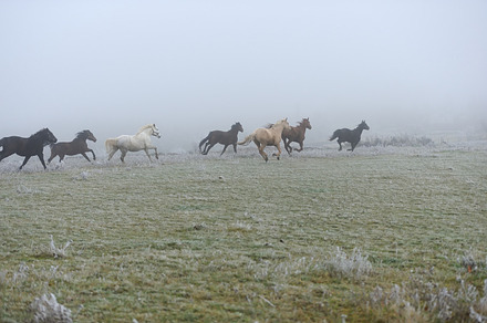 Horse featuring horse, fog, and run, an Animal Photo by Byrdyak