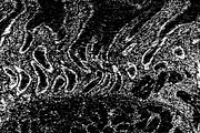 Lilliputian, a Texture Graphic by Jennifer Lauren Creative (Thumbnail 13 of 28)