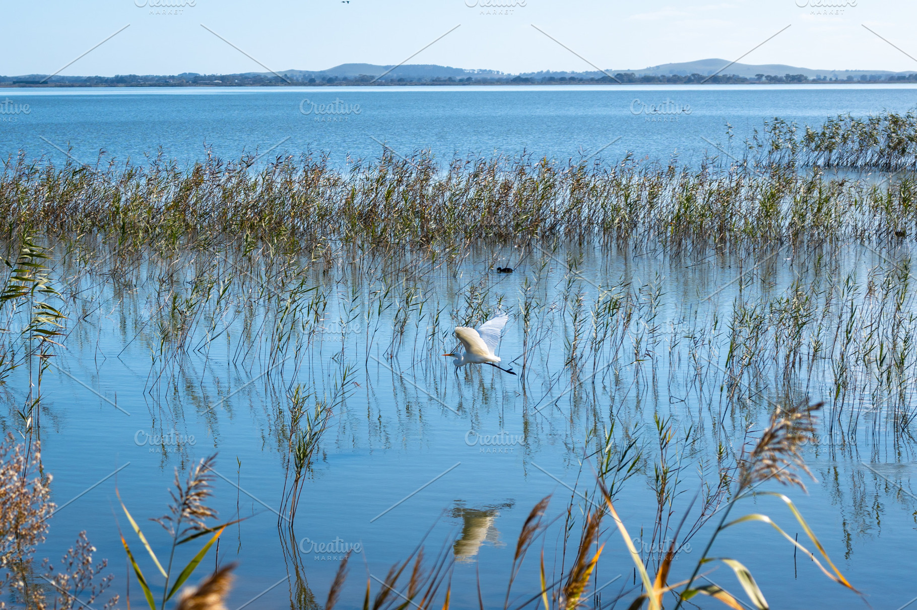 Plumed egret taking flight over Lake Colac, Victoria, Australia, an Animal Photo by GoodGoods
