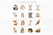 Woodland Animal Clipart, an Animal Illustration by EllyandLima (Thumbnail 2 of 10)