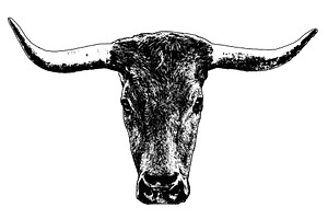 Isoalted grpahic of bull head, an Animal Illustration by DanFLCreativo