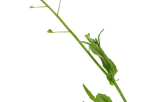 Stem of wild herbaceous plant shepherd's purse on isolated backg, a Nature Photo by ndanko