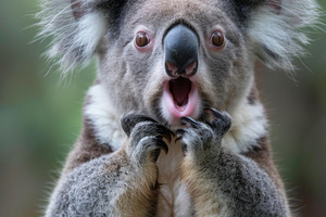 Very surprised koala with open mouth, an Animal Photo by Handmadefont