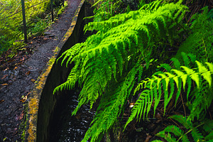 Winding levada hiking trail, Madeira, a Nature Photo by Alpine Dreams