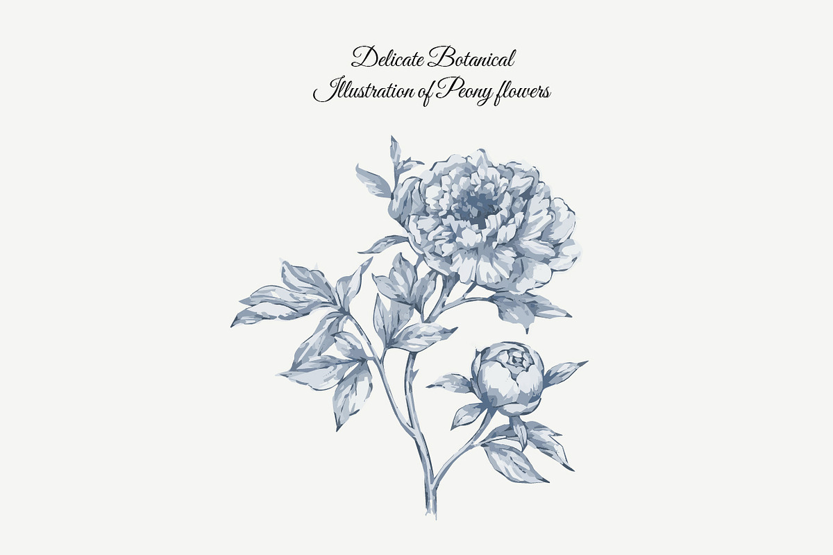 23 Collection - Peony Flowers, an Illustration by By_Pedram (Photo 3 of 6)