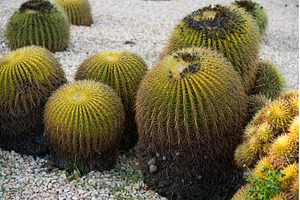 Golden barrel cacti thriving in arid, a Nature Photo by volodymyrshtun13795