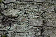 30 Tree Trunk Texture Photos, a Texture Graphic by Bilgep_design (Thumbnail 8 of 16)