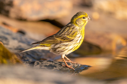 Serinus serinus, serin serin, the smallest of the finches, an Animal Photo by edufoto.es