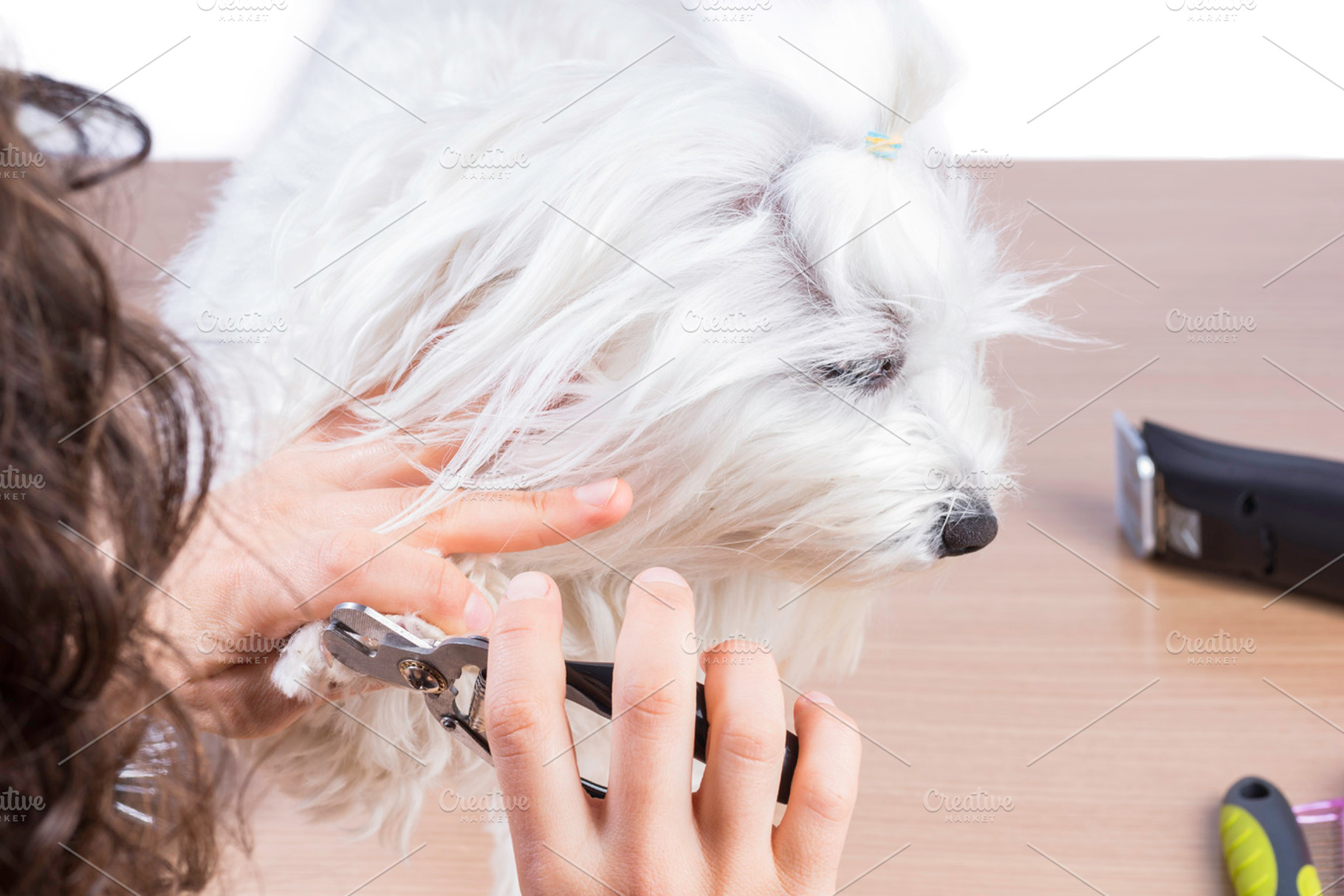 Pet care containing maltese, aesthetics, and animal, an Animal Photo by Josfor photos