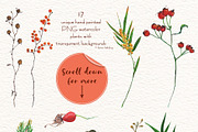Natural watercolor plants, a Decorative Illustration by OctopusRider (Thumbnail 2 of 9)