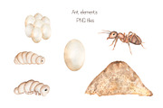 Watercolor Life Cycle Set, an Education Illustration by MayaNavits (Thumbnail 9 of 11)