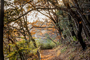 Japan Autumn & Snowy Forest Bundle., a Nature Photo by Silent Nature (Thumbnail 4 of 5)