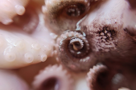 Octopus feeler seafood macro photo