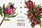 Protea floral watercolor clipart png, a Decorative Illustration by Artcard Watercolor (Thumbnail 1 of 7)