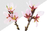 Pink almond blossoms, an Object Graphic by Fruits+Veggies (Thumbnail 4 of 9)