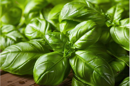 Fresh green basil leaves growing in, a Food & Drink Photo by Ylivdesign