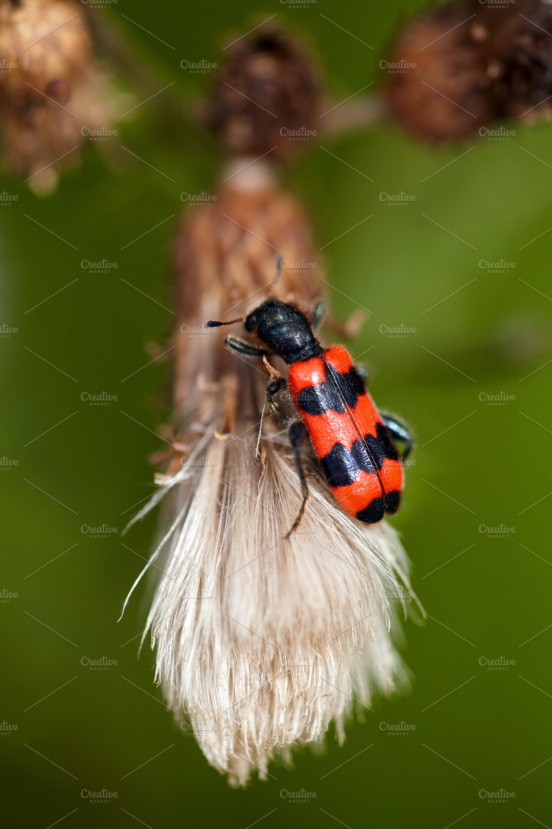 Striking Bee Beetle on Thistle Seed Head. Trichodes apiarius, a Nature Photo by Rohan Photography
