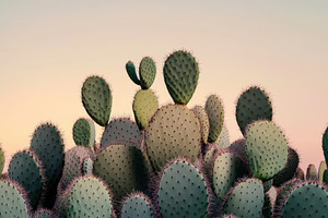 Minimalist Cacti Arrangement, a Nature Photo by Virgo Studio
