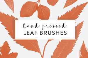 Pressed Leaves Photoshop Brushes