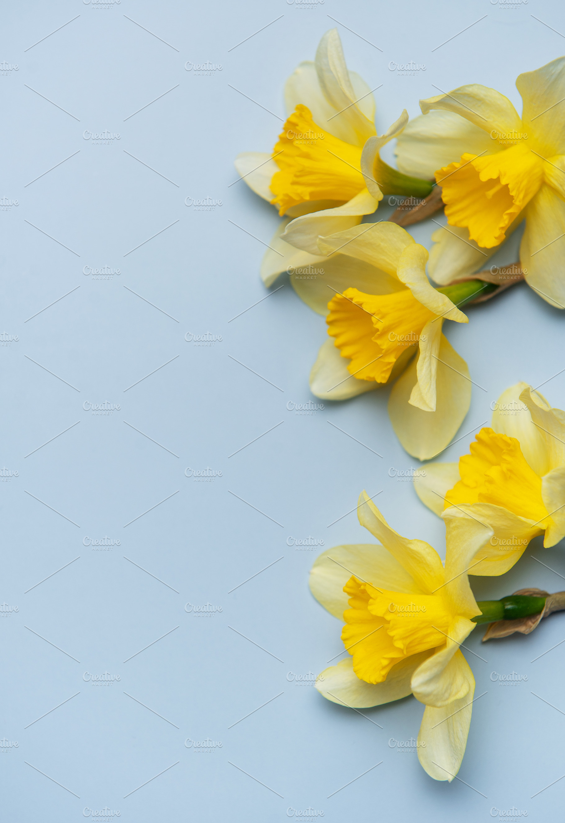 Daffodils creating a vibrant contrast on pastel blue background, a Holiday Photo by Olena Rudo