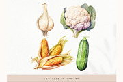 Watercolor Vegetables Clipart, Fresh, a Decorative Illustration by illuztrate (Thumbnail 6 of 9)