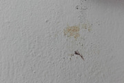 Mold Wall Texture Pack, a Texture Graphic by The_DrX (Thumbnail 10 of 13)