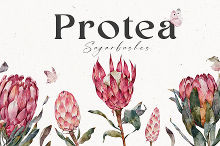 Watercolor Protea Floral Elements