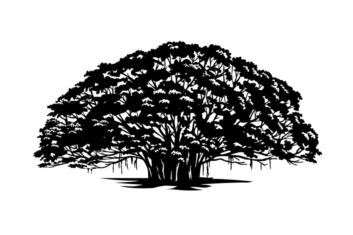 Banyan Tree or Ficus Benghalensis, an Illustration by patrimonio