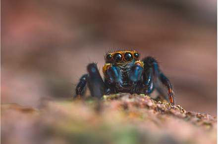 Little jumping spider looking to the, an Animal Photo by Lukas Jonaitis SHOP