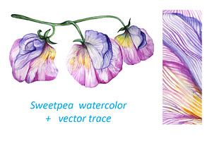 Sweetpea Watercolor Sketch