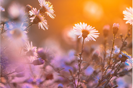 Blooming Aster Perennial Flowering, a Nature Photo by Our Amazing World