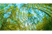 Fall Coming. Transition Time Lapse, a Graphic by Our Amazing World (Thumbnail 1 of 2)