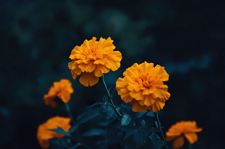 Vibrant yellow marigold blooms stand, a Photo by Iftikhar Alam