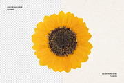 242 Vintage Dried Flowers, an Object Graphic by Ksuview (Thumbnail 2 of 11)