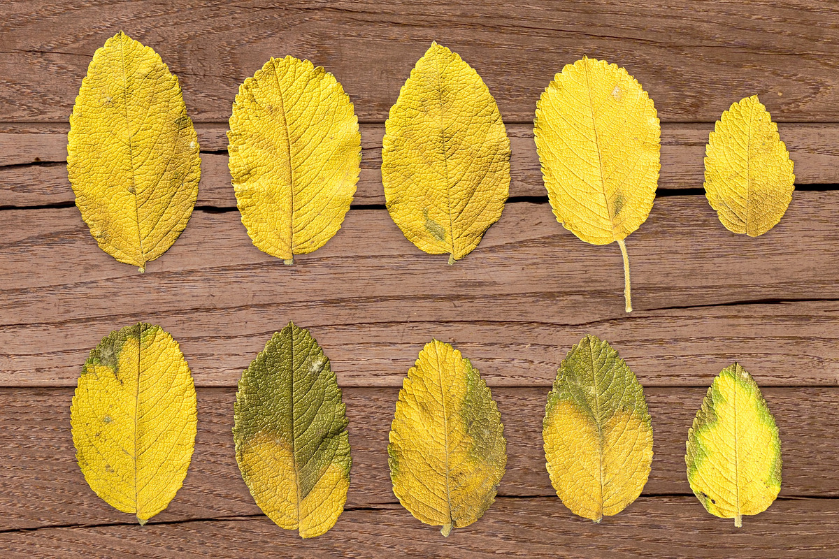 Autumn Floral Mockup, an Object Graphic by uncle-rico (Photo 11 of 12)