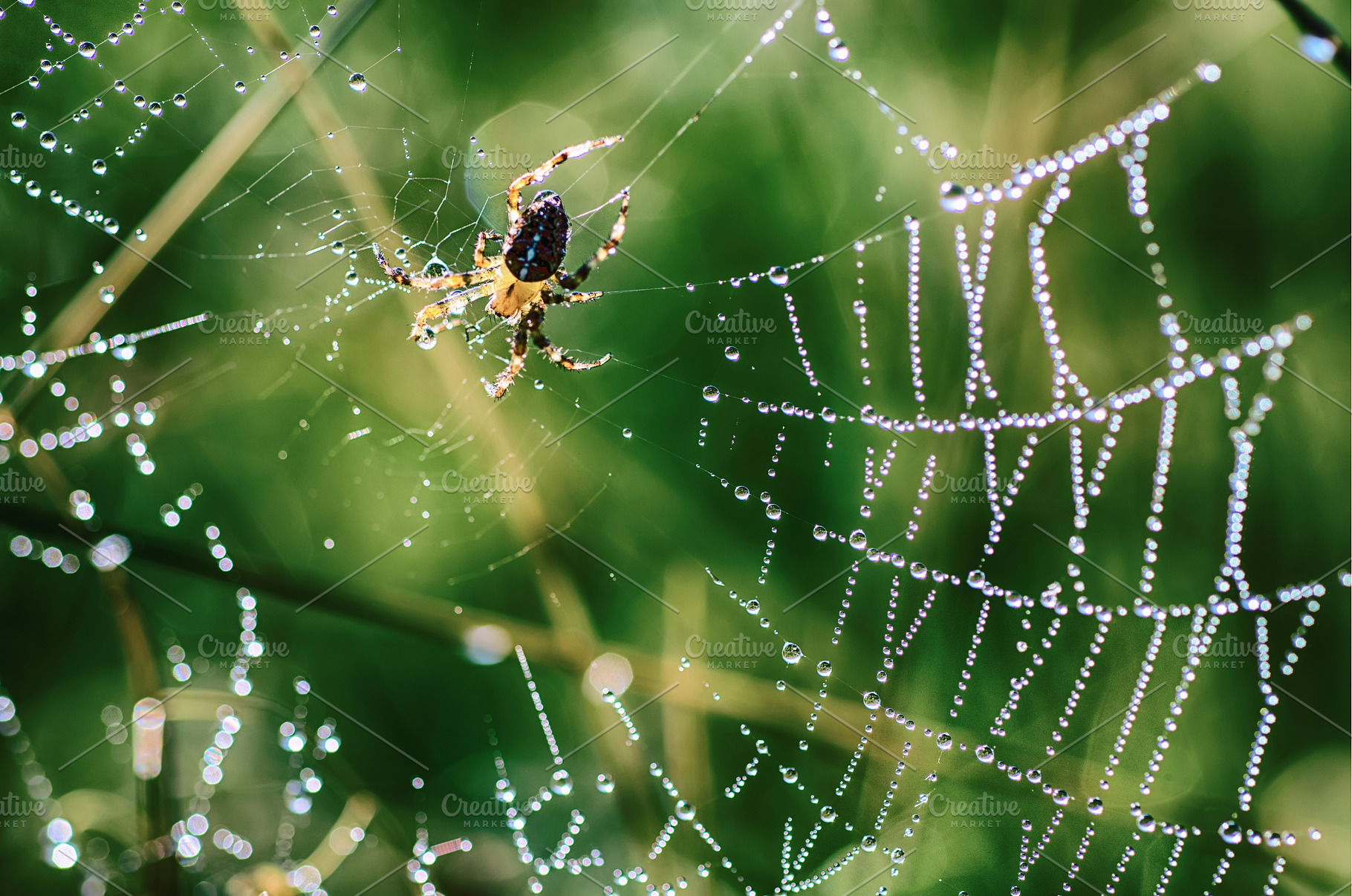 Large spider in the web, an Animal Photo by Nature and travel
