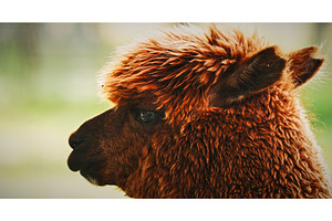 Alpaca close up portrait. Lama pacos, an Animal Photo by Our Amazing World