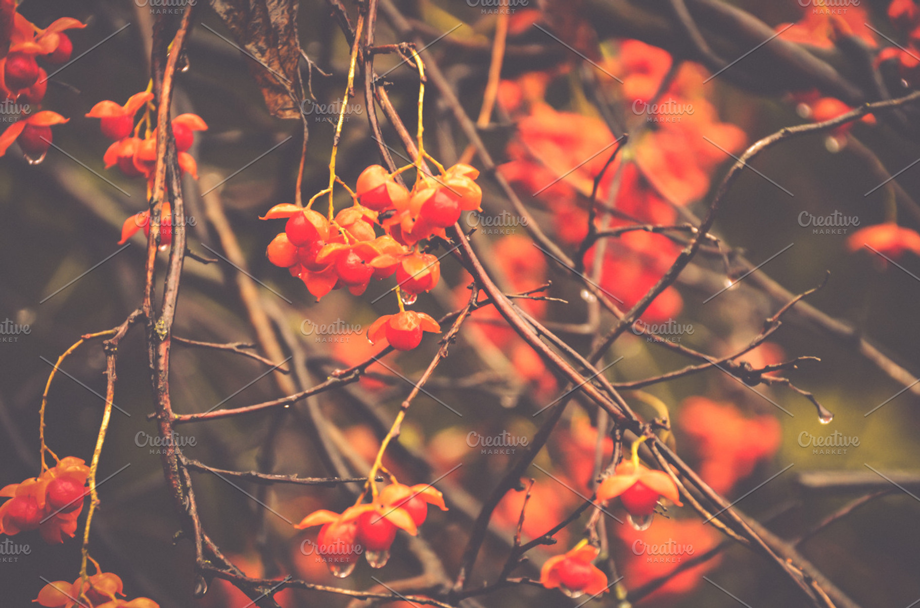 Bittersweet Vine in Rich Fall Colors, a Nature Photo by Vanilla Extinction