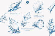 seashell clipart ocean sketch set, a Decorative Illustration by Patishop Art (Thumbnail 6 of 9)