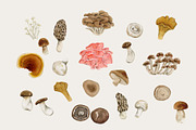 Watercolor Mushroom Graphics, an Illustration by Lavender And Sea (Thumbnail 2 of 2)