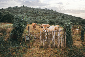 Oxen behind wooden fence in pasture, an Animal Photo by SkyNext
