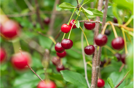 Cherry berries ripen on the tree on, a Food & Drink Photo by darksoul72