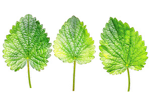 Strawberry leafs isolated on white background, a Food & Drink Photo by AlyaAnd
