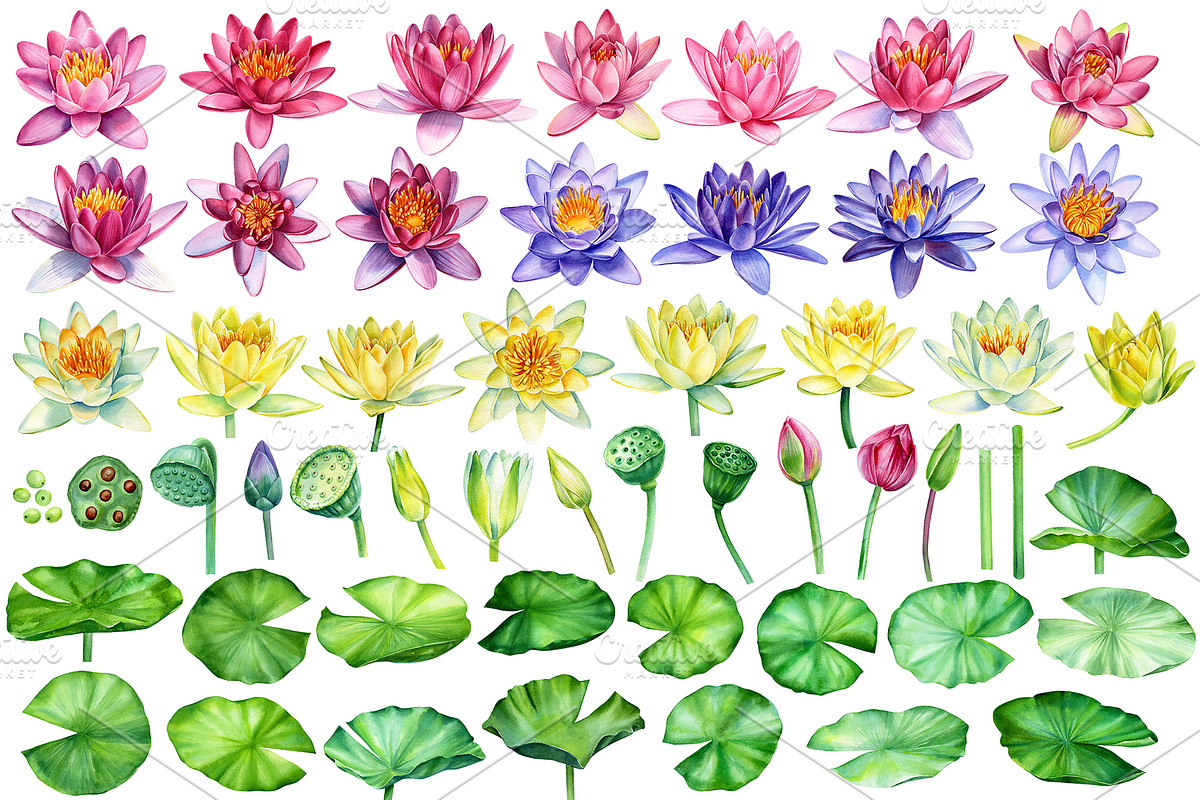 Lotus flowers and koi fish, an Animal Illustration by Hanna Hryharenka (Photo 4 of 13)