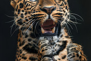 236 surprised animals, an Animal Photo by Handmadefont (Thumbnail 85 of 241)