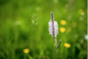 Spring white flowers, a Nature Photo by Nature and travel