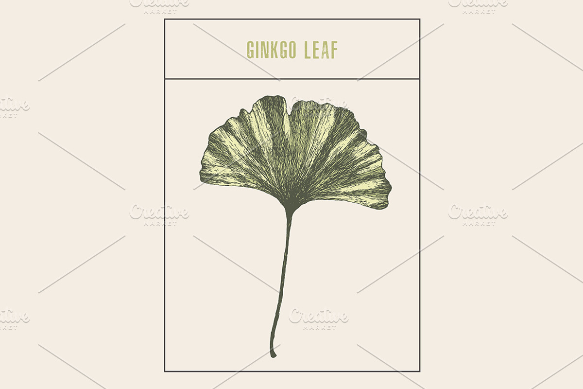 Ginkgo leaf, a Healthcare Illustration by TheMountBirdStudio (Photo 1 of 2)