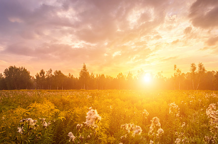Sunrise on a field covered with wild flowers in summer season with fog and tree, a Nature Photo by Eugene_Photo